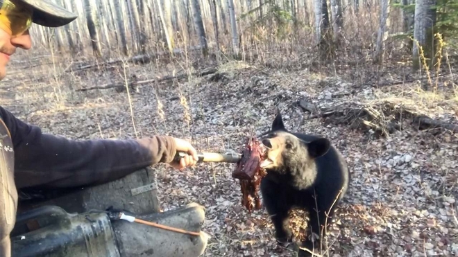 Ατρόμητος ή αφελής; Ταΐζει αρκούδα με γυμνό χέρι