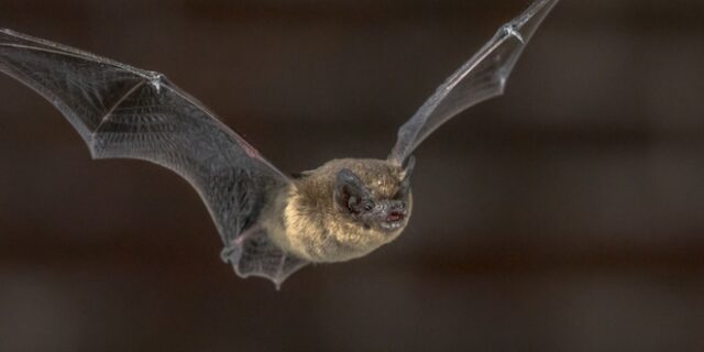 Μην σου τύχει: Νυχτερίδα κάνει βόλτες μέσα σε αεροπλάνο κατά τη διάρκεια πτήσης