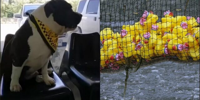 “Επιδρομή” σκύλου σε διακοσμητικά παπάκια – Έβγαλαν 32 από το στομάχι του