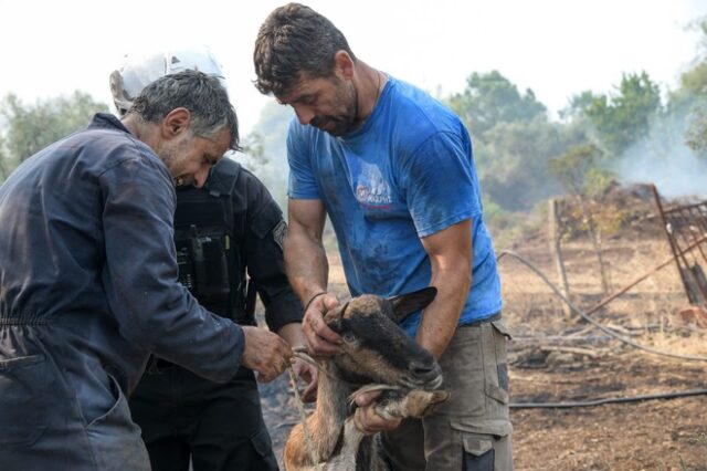 Φωτιά στην Εύβοια: Μάχη για να σωθούν οι άνθρωποι, αλλά και τα ζώα