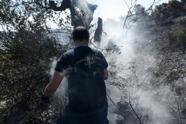 Υμηττός: Η φωτιά άφησε στο πέρασμά της πολλές καμένες χελώνες – Πώς μπορούμε να βοηθήσουμε