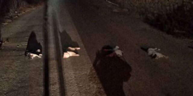 Κτηνωδία στην Κρήτη: Σκότωσαν γάτες και τις άπλωσαν στο δρόμο