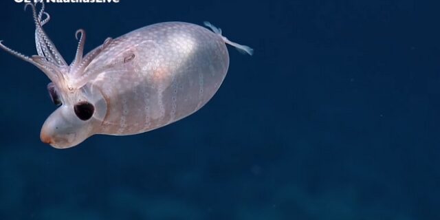 Βίντεο κατέγραψε το σπάνιο “καλαμάρι-γουρουνάκι” στον Ειρηνικό Ωκεανό