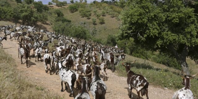 Πορτογαλία: Επιστρατεύουν κατσίκες για την πρόληψη των δασικών πυρκαγιών
