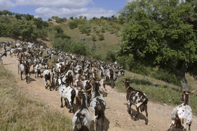 Πορτογαλία: Επιστρατεύουν κατσίκες για την πρόληψη των δασικών πυρκαγιών