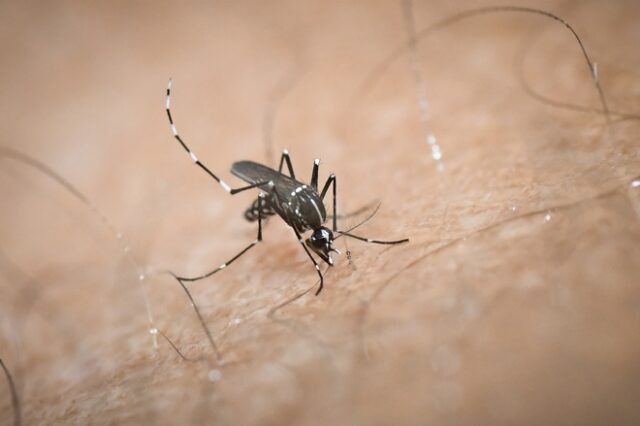 Παγκόσμια ημέρα κατά των Κουνουπιών: Σαν σήμερα ανακαλύφθηκε η αιτία της ελονοσίας