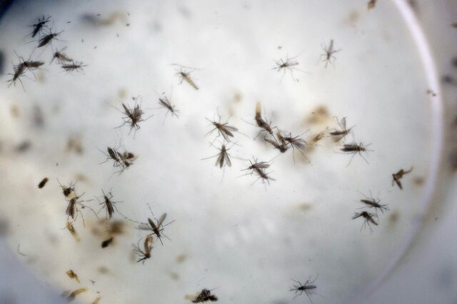 Έρχεται το τέλος της ενόχλησης μας από τα κουνούπια