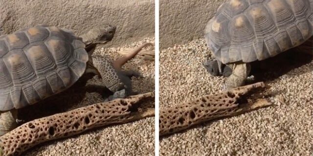 Χελώνα πάτησε σαύρα στο κεφάλι και ούτε που γύρισε να κοιτάξει