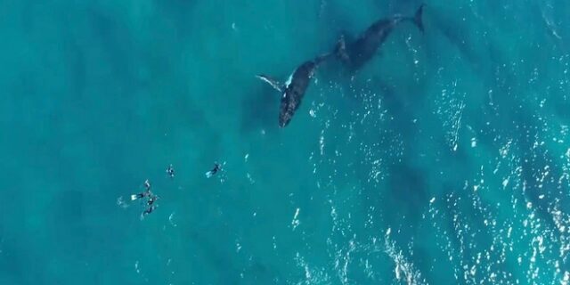 Απίστευτη στιγμή: Δύτες έρχονται σε “απόσταση αναπνοής” με μεγάπτερες φάλαινες