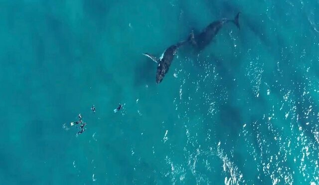 Απίστευτη στιγμή: Δύτες έρχονται σε “απόσταση αναπνοής” με μεγάπτερες φάλαινες