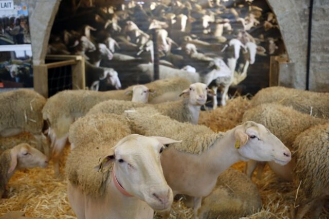 Εδιμβούργο: Μεταλλαγμένα πρόβατα κατά της νόσου Μπάτεν