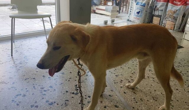Κρήτη: Η άλλη διάσταση του περιστατικού με τον δεμένο σε αυτοκίνητο σκύλο
