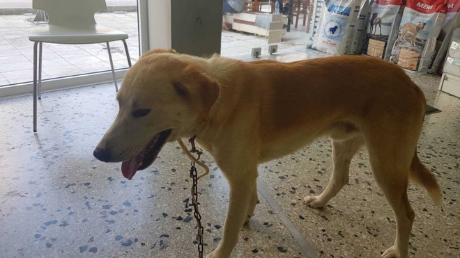 Κρήτη: Η άλλη διάσταση του περιστατικού με τον δεμένο σε αυτοκίνητο σκύλο