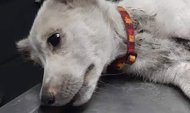 Κτηνωδία στην Ξάνθη: Βασάνισαν και ακρωτηρίασαν σκύλο