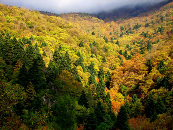 Εύβοια: Αυτό είναι το δάσος που καίγεται – Ένα από τα 19 του Natura στη χώρα μας