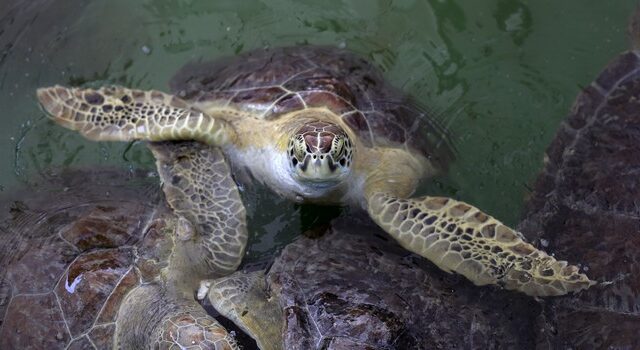 Μάνη: Θαλάσσιες χελώνες επιτέθηκαν σε 40 λουόμενους