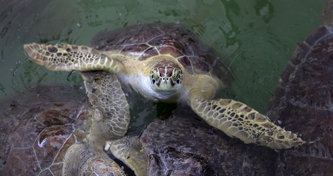 Μάνη: Θαλάσσιες χελώνες επιτέθηκαν σε 40 λουόμενους