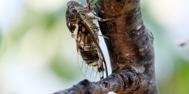Κρήτη: Τουρίστρια απειλούσε ξενοδόχο με μήνυση γιατί την ενοχλούσαν τα τζιτζίκια