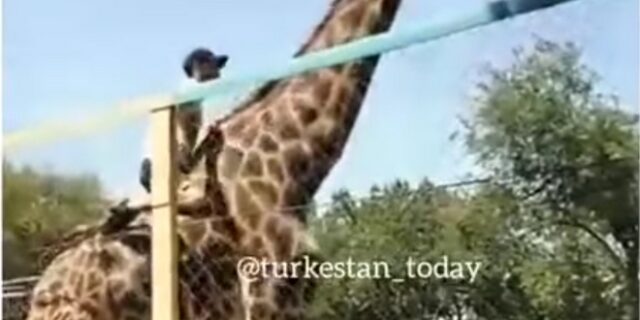 Βίντεο: Μεθυσμένος “ιππεύει” καμηλοπάρδαλη και τρώει τα μούτρα του