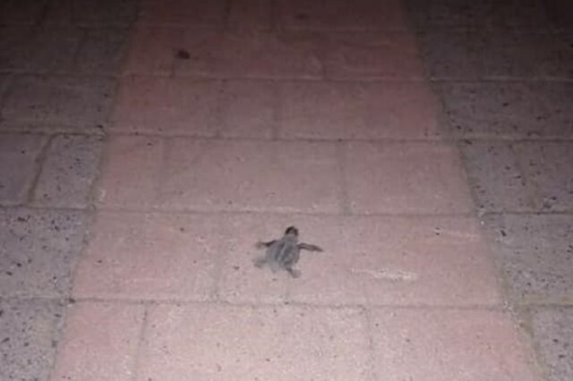 Χανιά: Νεκρά χελωνάκια γέμισε ο δρόμος στο Μάλεμε