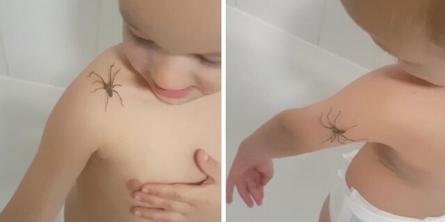 Γενναίος 3χρονος αφήνει αράχνη “γίγαντα” να περπατήσει πάνω του