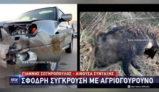 Τροχαίο με αγριογούρουνο στη Φθιώτιδα – Είχε το μέγεθος μικρού μοσχαριού