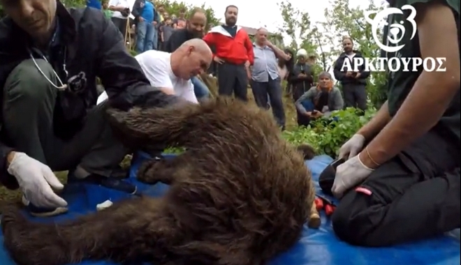 Ιωάννινα: Επιχείρηση διάσωσης για παγιδευμένο αρκουδάκι