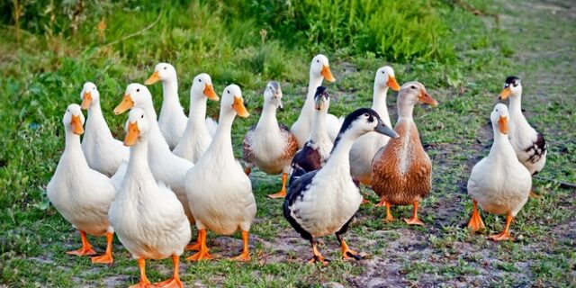 Γαλλία: Στο εδώλιο 50 πάπιες γιατί κρώζουν πολύ δυνατά