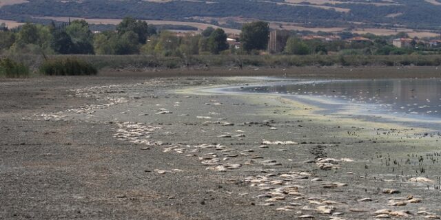 Θεσσαλονίκη: Χιλιάδες νεκρά ψάρια στη λίμνη Κορώνεια