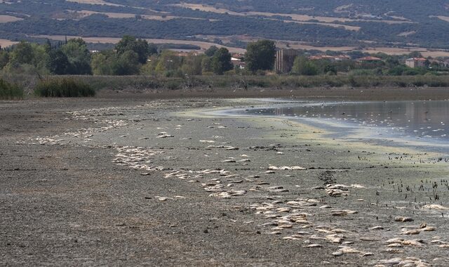 Θεσσαλονίκη: Χιλιάδες νεκρά ψάρια στη λίμνη Κορώνεια