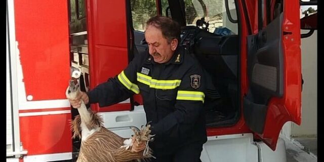 Απίστευτο: Γύπας “τράκαρε” με λεωφορείο στην εθνική οδό Χανίων – Ρεθύμνου
