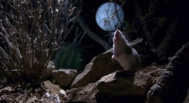 Αυτό είναι το πιο φονικό ποντίκι που υπάρχει – Μέχρι που ουρλιάζει στο φεγγαρόφωτο