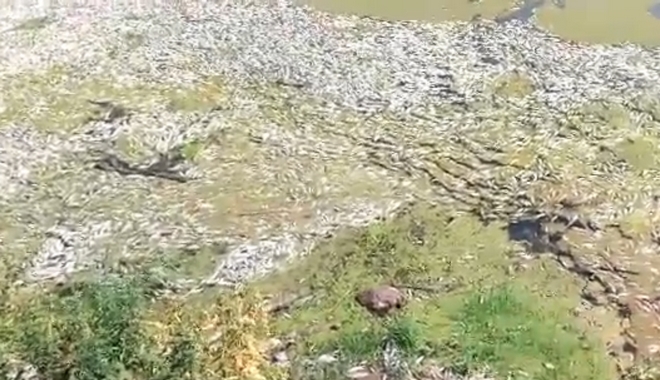 Νεκρά ψάρια ξεβράζει ο Πηνειός