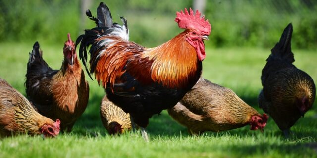 Ηλικιωμένη πέθανε από τσίμπημα κόκκορα