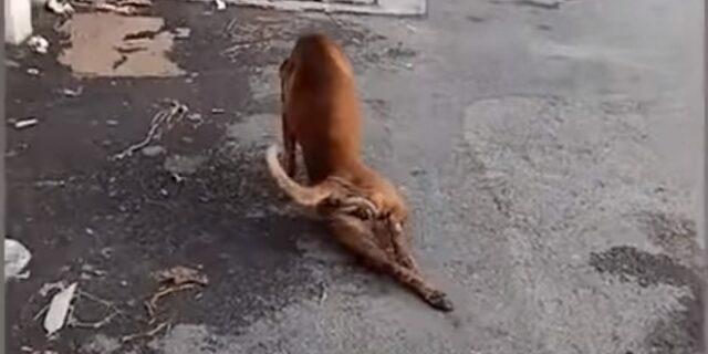 Απίστευτο κόλπο σκύλου: Παριστάνει το κουτσό για να κερδίσει την προσοχή