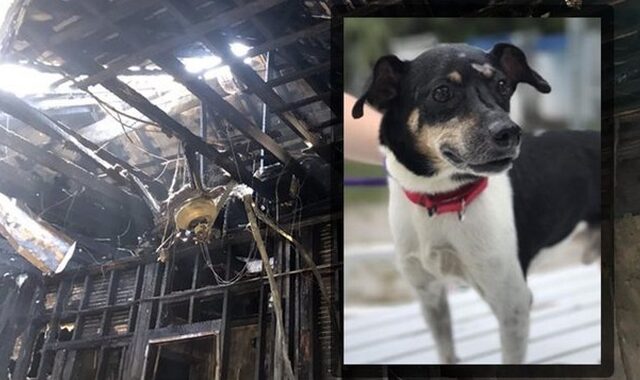 Σκύλος – ήρωας θυσιάστηκε για να σώσει τους ιδιοκτήτες του από φωτιά