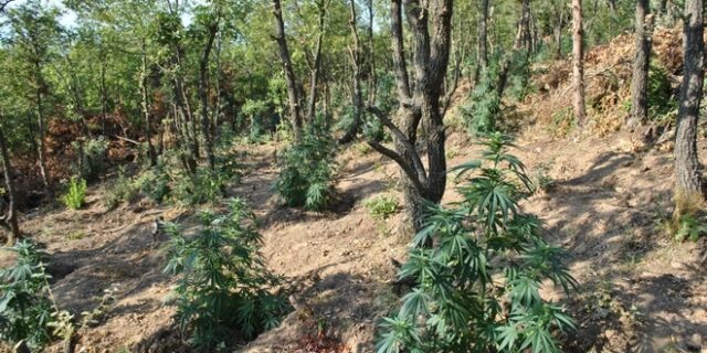 Λαμία: Δύο στρέμματα με δενδρύλλια χασίς βρέθηκαν κοντά σε μοναστήρι