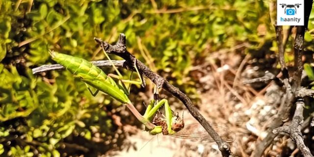 Άγρια Ελληνική Φύση: Αλογάκι Παναγίας καταβροχθίζει λιβελούλα σε ένα ανατριχιαστικό βίντεο