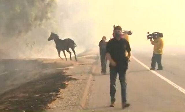 Φωτιές στην Καλιφόρνια: Άλογο μπαίνει στις φλόγες για να σώσει την οικογένειά του