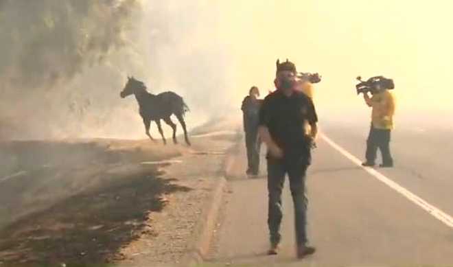 Φωτιές στην Καλιφόρνια: Άλογο μπαίνει στις φλόγες για να σώσει την οικογένειά του