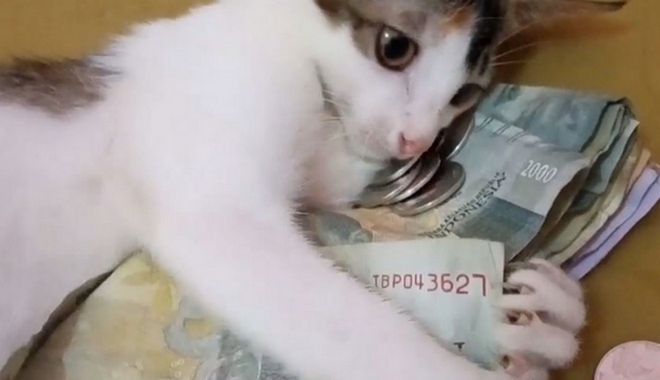 Γάτα “Σκρουτζ”: Δεν αφήνει κανέναν να της πάρει τα λεφτά