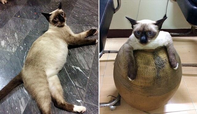 “Επιχείρηση διάσωσης” για χοντρή γάτα που σφήνωσε σε βάζο