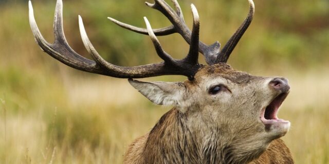 Zombie deer: Ασθένεια που κάνει τα ελάφια “ζόμπι”, μπορεί να απειλεί και τους ανθρώπους