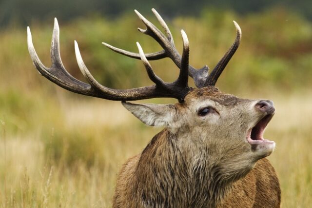 Zombie deer: Ασθένεια που κάνει τα ελάφια “ζόμπι”, μπορεί να απειλεί και τους ανθρώπους