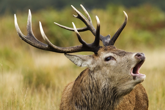 Zombie deer: Ασθένεια που κάνει τα ελάφια “ζόμπι”, μπορεί να απειλεί και τους ανθρώπους