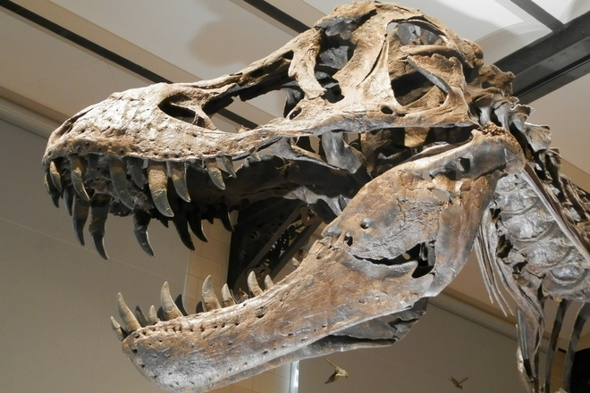Μετά την εξαφάνιση των δεινοσαύρων, τα θηλαστικά “σήκωσαν κεφάλι”