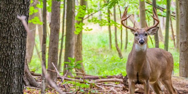 Εκδίκηση: Ελάφι “ζωντάνεψε” και σκότωσε κυνηγό που μόλις το είχε πυροβολήσει