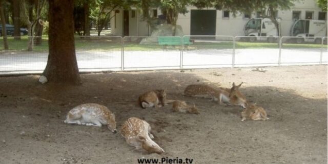 Αδέσποτα σκυλιά επιτέθηκαν και σκότωσαν επτά ελάφια στην Κατερίνη