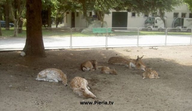 Αδέσποτα σκυλιά επιτέθηκαν και σκότωσαν επτά ελάφια στην Κατερίνη