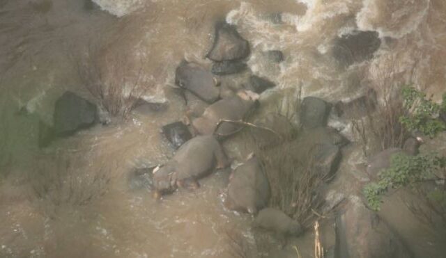 Τραγικό: Έξι ελέφαντες σκοτώθηκαν προσπαθώντας να σώσουν ο ένας τον άλλον